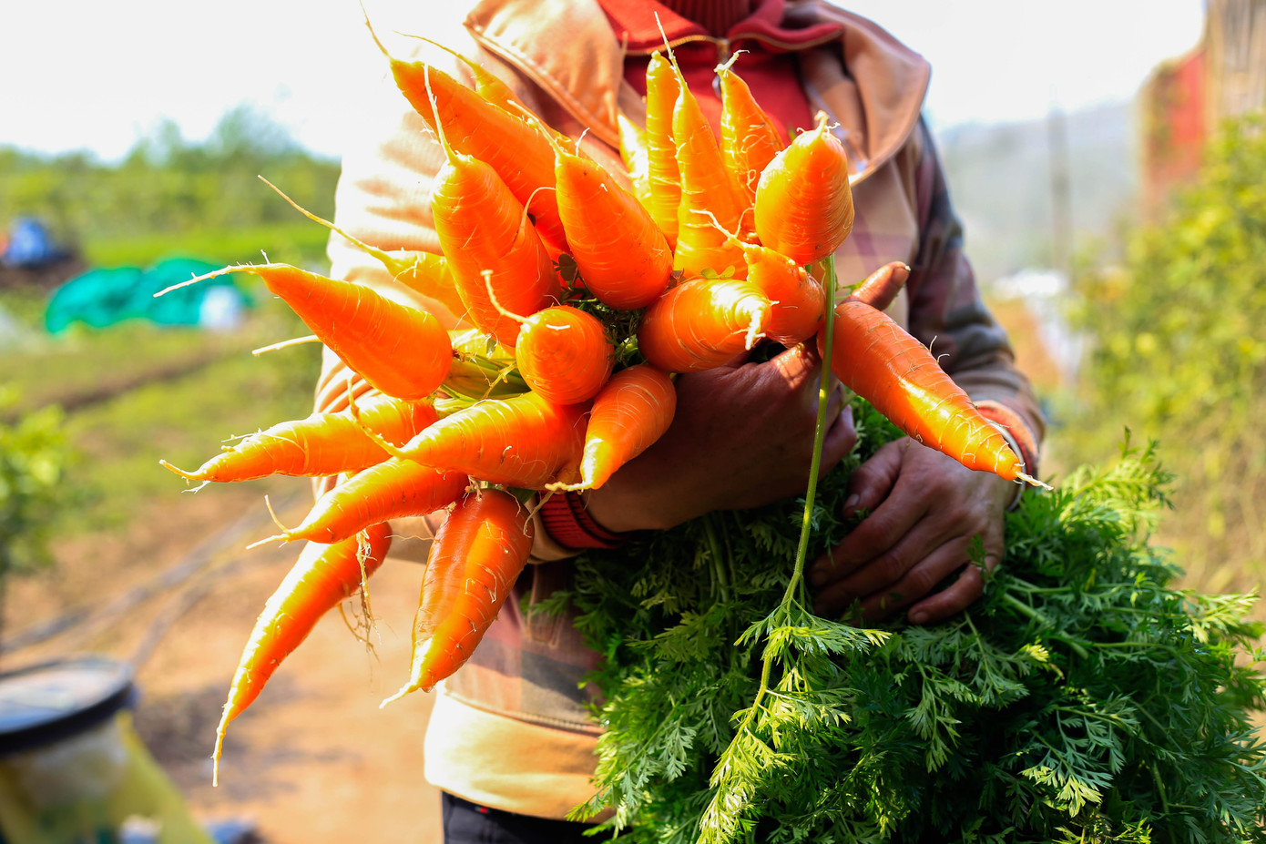 “Tại đây có hơn 100 loại rau củ khác nhau nhưng nông trại sẽ tập trung rau theo mùa nhiều hơn. Như trời miền Bắc vào mùa đông, thì chúng tôi sẽ tập trung trồng cà rốt, bắp cải, dưa chuột. Còn mùa hè thì trồng rau dền, rau muống, theo nguyên tắc mùa nào thức nấy”, anh Luyện nói.