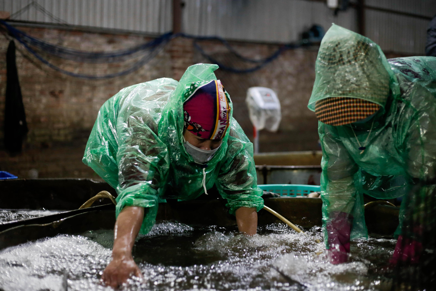 Những người lao động tại đây dù trời mùa hè hay mùa đông đều dùng tay trần làm những việc như chọn cá và khiêng đá.