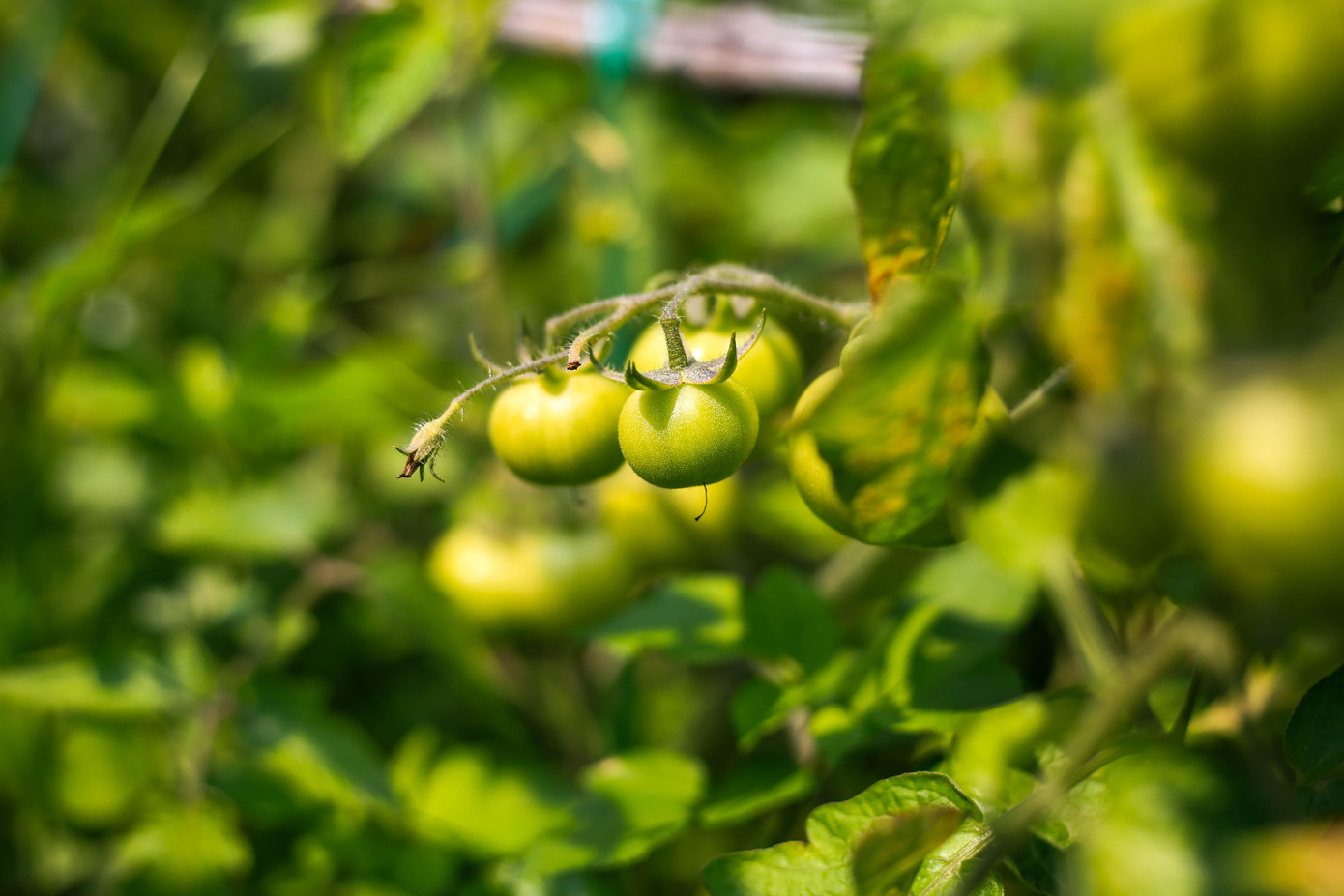 Rau trồng tại đây được anh chị đưa ra với tiêu chí 5 không (không thuốc bảo vệ thực vật hoá học, phân bón hoá học, thuốc diệt cỏ, chất kích thích sinh trưởng, biến đổi gen).