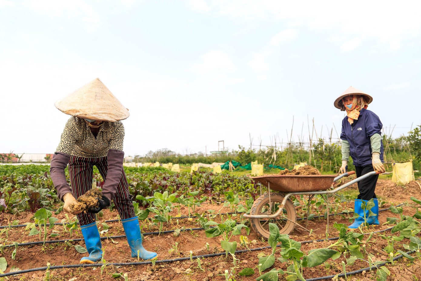 Sau khi phân ủ thành phẩm, công nhân sẽ dùng tay bóp vụn, làm tơi để bón cho từng luống cây.