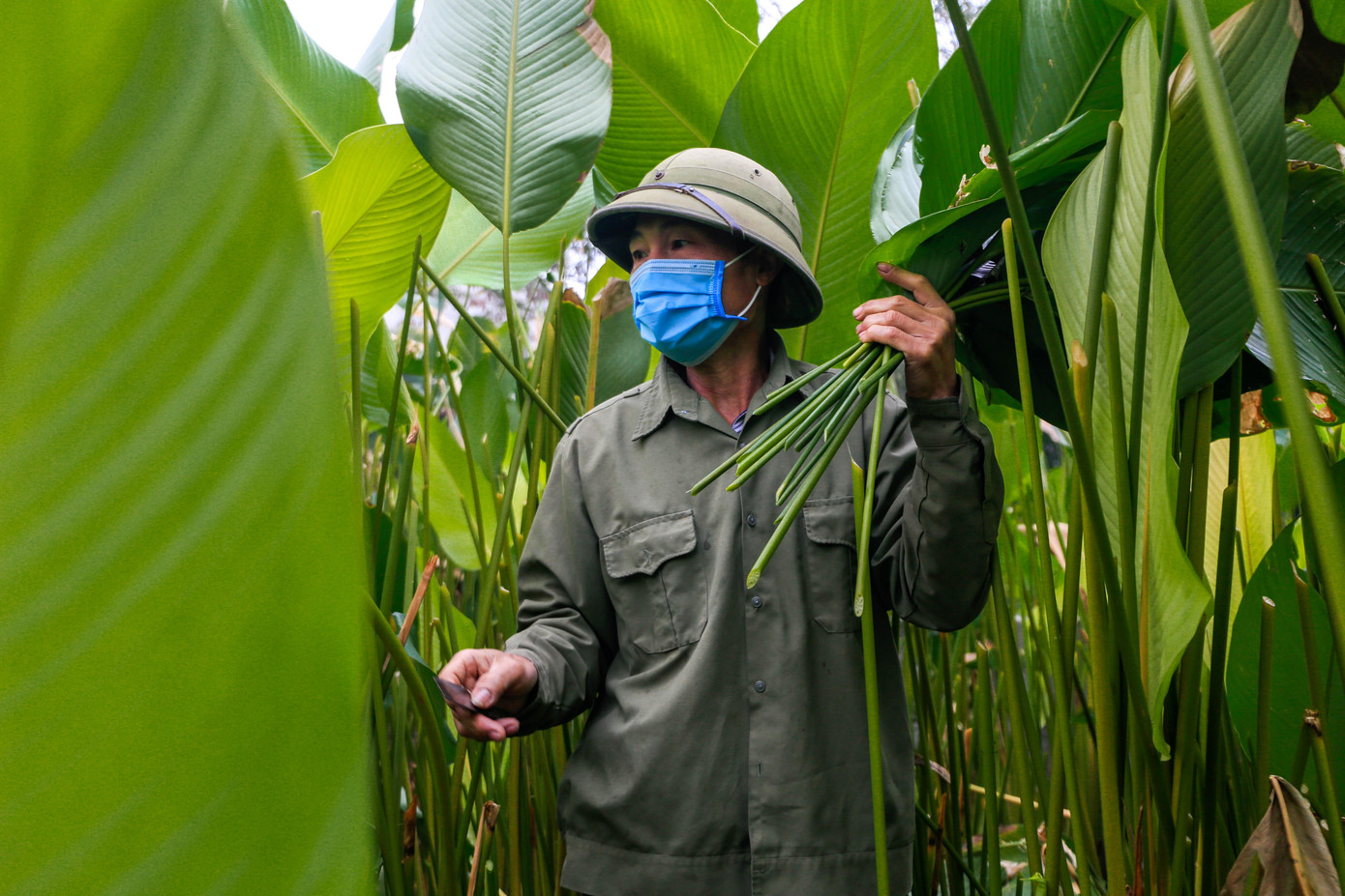 "Làng Tràng Cát đã tồn tại hơn 600 năm, nhưng nghề trồng lá dong tại đây có khoảng 400 năm trước. Nghề này tôi được nối nghiệp từ bố. Lá dong tại làng tôi chủ yếu phục vụ người dân địa phương và vận chuyển đi các tỉnh trong nước. Mỗi năm thu nhập khoảng 50-100 triệu vào dịp Tết Nguyên đán", ông Cường chia sẻ. "Làng Tràng Cát đã tồn tại hơn 600 năm, nhưng nghề trồng lá dong tại đây có khoảng 400 năm trước. Nghề này tôi được nối nghiệp từ bố. Lá dong tại làng tôi chủ yếu phục vụ người dân địa phương và vận chuyển đi các tỉnh trong nước. Mỗi năm thu nhập khoảng 50-100 triệu vào dịp Tết Nguyên đán", ông Cường chia sẻ.