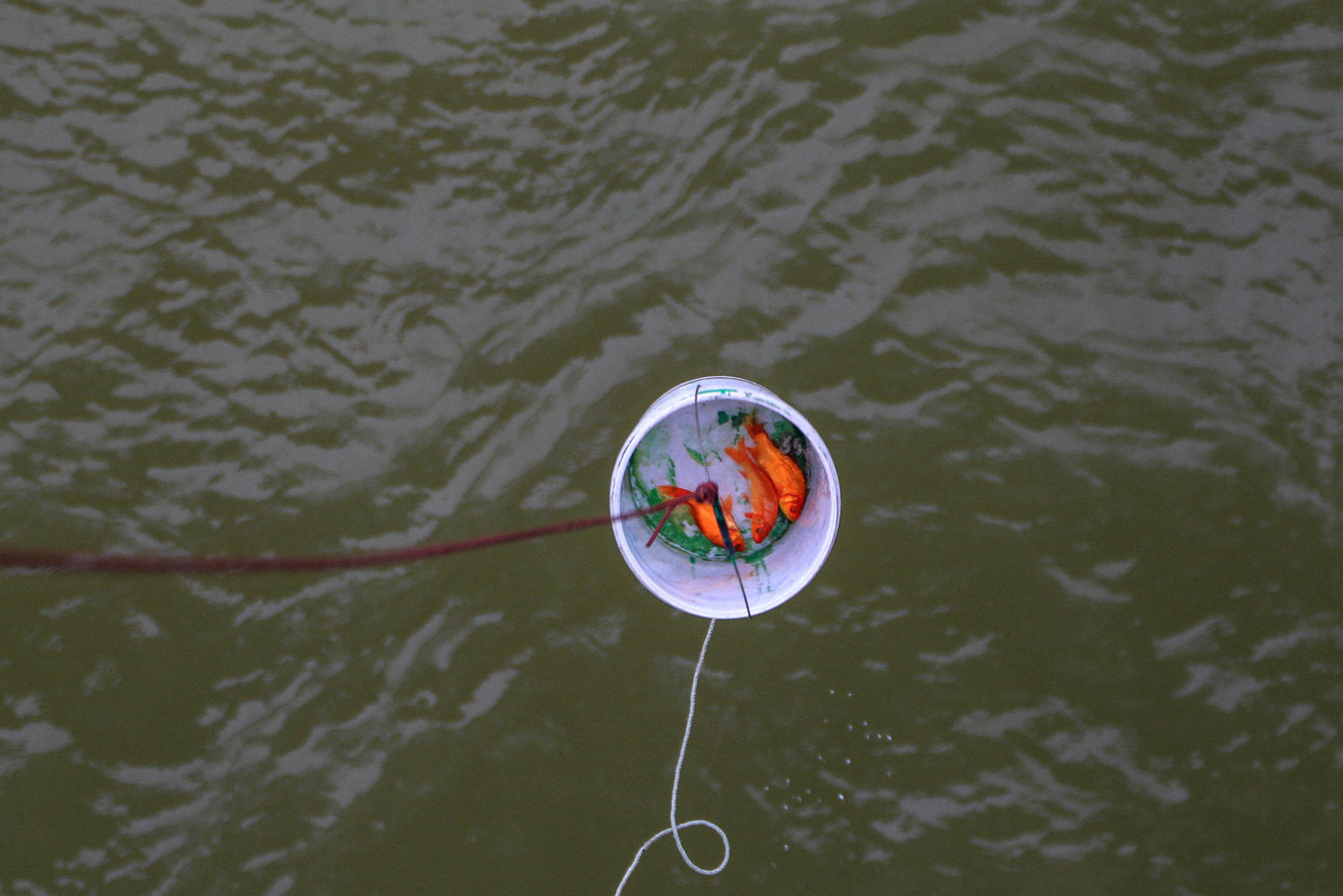 Cá được thả bằng ròng rọc, sợi dây đủ dài để cá có thể tiếp nước an toàn.