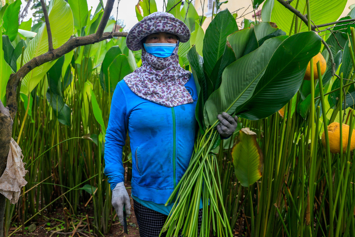 Trong khi đó một nữ chủ vườn dong chia sẻ: "Nhà tôi trồng dong chủ yếu chỉ thu hoạch vào những ngày tháng Chạp, còn lại vẫn kết hợp trồng thêm bưởi, cam để đáp ứng được nhu cầu của người tiêu dùng". Trong khi đó một nữ chủ vườn dong chia sẻ: "Nhà tôi trồng dong chủ yếu chỉ thu hoạch vào những ngày tháng Chạp, còn lại vẫn kết hợp trồng thêm bưởi, cam để đáp ứng được nhu cầu của người tiêu dùng".