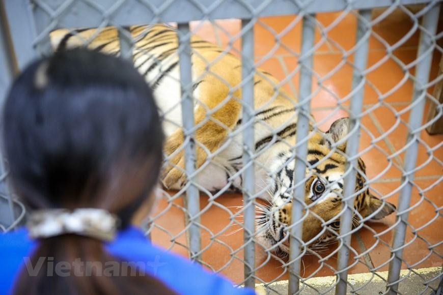 Chị Ngọc cho biết hơn 20 năm nay công việc của mình là tắm rửa và chăm sóc cho những chú hổ. Những ngày đầu khi mới đến làm việc tại công viên chị cũng gặp khá nhiều khó khăn vì sợ nhưng dần chị thấy quen và càng yêu thích công việc của mình hơn. (Ảnh: Minh Sơn/Vietnam+) Chị Ngọc cho biết hơn 20 năm nay công việc của mình là tắm rửa và chăm sóc cho những chú hổ. Những ngày đầu khi mới đến làm việc tại công viên chị cũng gặp khá nhiều khó khăn vì sợ nhưng dần chị thấy quen và càng yêu thích công việc của mình hơn. (Ảnh: Minh Sơn/Vietnam+)