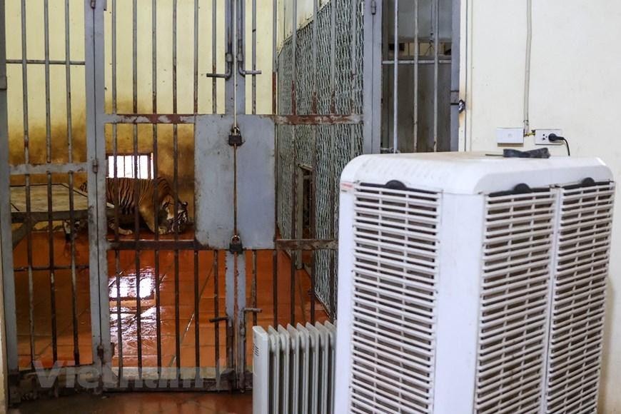 Mùa hè, các chú hổ được trang bị hệ thống quạt hơi nước để đảm bảo nhiệt độ. Mùa đông có quạt sưởi giữ ấm. (Ảnh: Minh Sơn/Vietnam+) Mùa hè, các chú hổ được trang bị hệ thống quạt hơi nước để đảm bảo nhiệt độ. Mùa đông có quạt sưởi giữ ấm. (Ảnh: Minh Sơn/Vietnam+)
