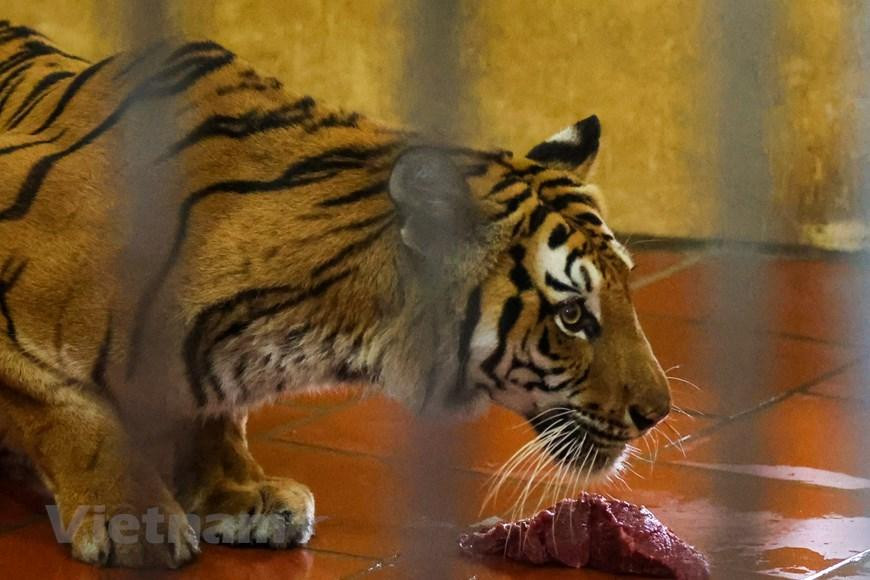 Những 'bảo mẫu' tại đây đều tự nhủ với nhau chăm sóc hổ phải có tâm mới gắn bó được với nghề. Đôi khi việc chăm sóc những chú hổ còn hơn cả bản thân họ. (Ảnh: Minh Sơn/Vietnam+) Những 'bảo mẫu' tại đây đều tự nhủ với nhau chăm sóc hổ phải có tâm mới gắn bó được với nghề. Đôi khi việc chăm sóc những chú hổ còn hơn cả bản thân họ. (Ảnh: Minh Sơn/Vietnam+)