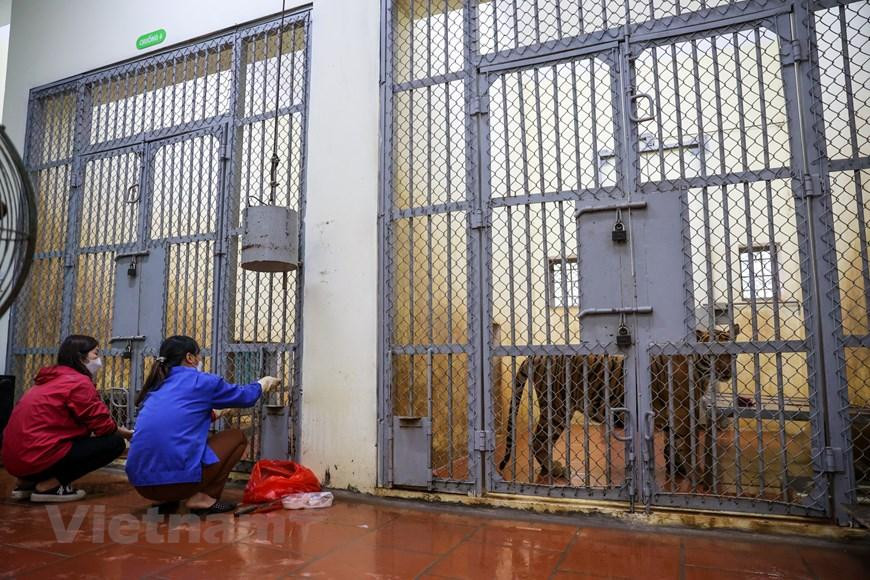 Chị Lê Thu Hà là bác sỹ thú y duy nhất ở đây. Chị Hà tâm sự, việc chăm sóc các cá thể hổ vừa là niềm vui nhưng cũng nhiều khó khăn. (Ảnh: Minh Sơn/Vietnam+) Chị Lê Thu Hà là bác sỹ thú y duy nhất ở đây. Chị Hà tâm sự, việc chăm sóc các cá thể hổ vừa là niềm vui nhưng cũng nhiều khó khăn. (Ảnh: Minh Sơn/Vietnam+)