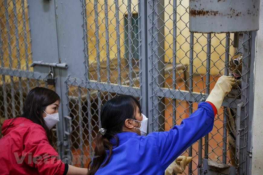 Thời gian đầu mới vào làm, chưa quen việc, thỉnh thoảng đến gần chuồng, thấy hơi lạ hổ gầm lên khiến chị giật bắn, hoảng hốt. (Ảnh: Minh Sơn/Vietnam+) Thời gian đầu mới vào làm, chưa quen việc, thỉnh thoảng đến gần chuồng, thấy hơi lạ hổ gầm lên khiến chị giật bắn, hoảng hốt. (Ảnh: Minh Sơn/Vietnam+)