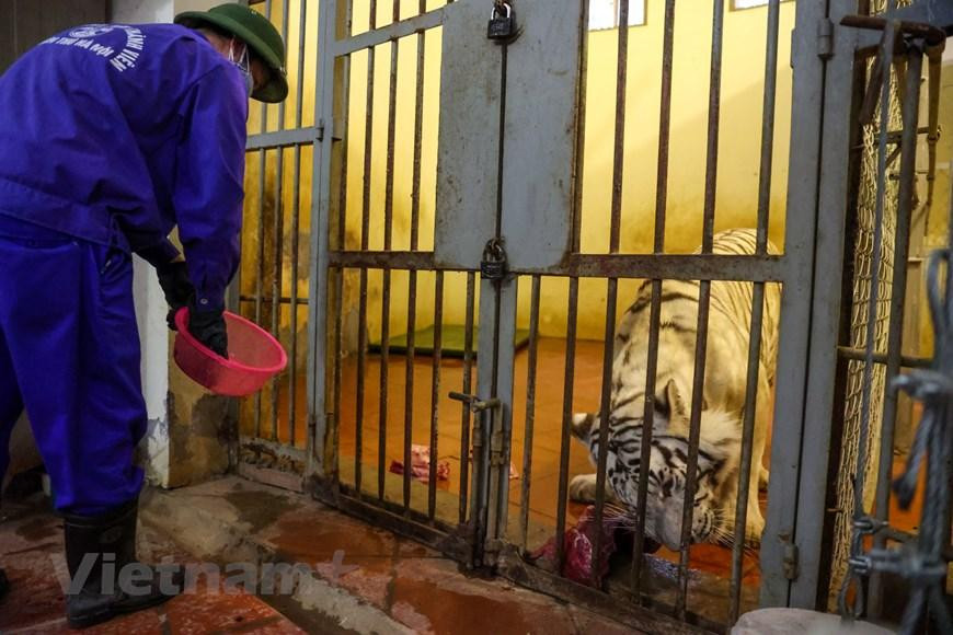 Họ thường xuyên kiểm tra chuồng, hệ thống cửa, song sắt xem có bị hỏng hóc thì phải kịp thời gia cố, sửa ngay. Bởi chỉ cần một chút bất cẩn là tai nạn có thể ập đến. Khi làm việc, họ luôn để mắt tới nhau, người này khóa cửa, người kia kiểm tra. (Ảnh: Minh Sơn/Vietnam+) Họ thường xuyên kiểm tra chuồng, hệ thống cửa, song sắt xem có bị hỏng hóc thì phải kịp thời gia cố, sửa ngay. Bởi chỉ cần một chút bất cẩn là tai nạn có thể ập đến. Khi làm việc, họ luôn để mắt tới nhau, người này khóa cửa, người kia kiểm tra. (Ảnh: Minh Sơn/Vietnam+)