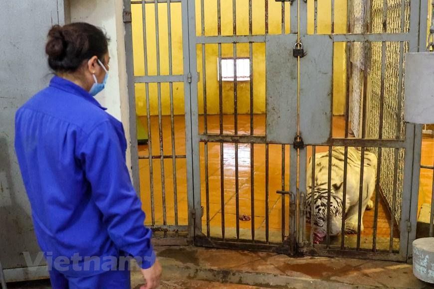 Khi một chú hổ ốm không chịu ăn, từ ban giám đốc đến anh em công nhân đều lo lắng. Nhiều khi các cán bộ phải trải chiếu, ăn ngủ ngay cạnh chú hổ, dỗ cho chúng uống từng miếng nước, thức ăn. Đây là những kỷ niệm mà những người 'bảo mẫu' cho 'ông ba mươi' không bao giờ quên được. (Ảnh: Minh Sơn/Vietnam+) Khi một chú hổ ốm không chịu ăn, từ ban giám đốc đến anh em công nhân đều lo lắng. Nhiều khi các cán bộ phải trải chiếu, ăn ngủ ngay cạnh chú hổ, dỗ cho chúng uống từng miếng nước, thức ăn. Đây là những kỷ niệm mà những người 'bảo mẫu' cho 'ông ba mươi' không bao giờ quên được. (Ảnh: Minh Sơn/Vietnam+)