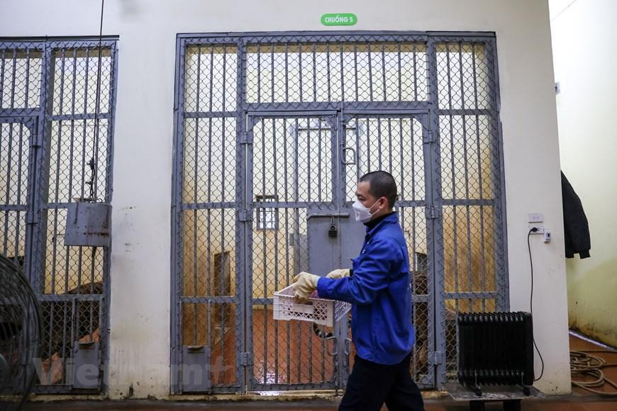 10 giờ là thời điểm những chú hổ bắt đầu ăn. Hổ chỉ ăn một bữa mỗi ngày. (Ảnh: Minh Sơn/Vietnam+) 10 giờ là thời điểm những chú hổ bắt đầu ăn. Hổ chỉ ăn một bữa mỗi ngày. (Ảnh: Minh Sơn/Vietnam+)