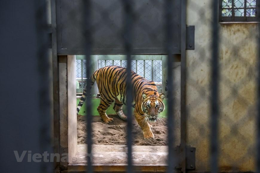 Những du khách đến tham quan Công viên Thủ lệ (Hà Nội) hay còn gọi là Vườn Bách Thú đều ấn tượng bởi những chú hổ dũng mãnh với thân hình lực lưỡng nhưng ít ai biết đằng sau là cả một tổ những công nhân chăm sóc kỹ càng cho chúng. (Ảnh: Minh Sơn/Vietnam+) Những du khách đến tham quan Công viên Thủ lệ (Hà Nội) hay còn gọi là Vườn Bách Thú đều ấn tượng bởi những chú hổ dũng mãnh với thân hình lực lưỡng nhưng ít ai biết đằng sau là cả một tổ những công nhân chăm sóc kỹ càng cho chúng. (Ảnh: Minh Sơn/Vietnam+)