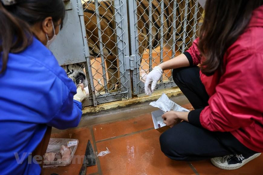 Hàng ngày chị phải kiểm tra tất cả các cá thể từ sáng sớm xem có bất thường như uể oải hay bỏ ăn không. Nếu cá thể nào có hiện tượng lạ phải báo cáo lãnh đạo, kết hợp với các đồng nghiệp để điều trị phù hợp. (Ảnh: Minh Sơn/Vietnam+) Hàng ngày chị phải kiểm tra tất cả các cá thể từ sáng sớm xem có bất thường như uể oải hay bỏ ăn không. Nếu cá thể nào có hiện tượng lạ phải báo cáo lãnh đạo, kết hợp với các đồng nghiệp để điều trị phù hợp. (Ảnh: Minh Sơn/Vietnam+)