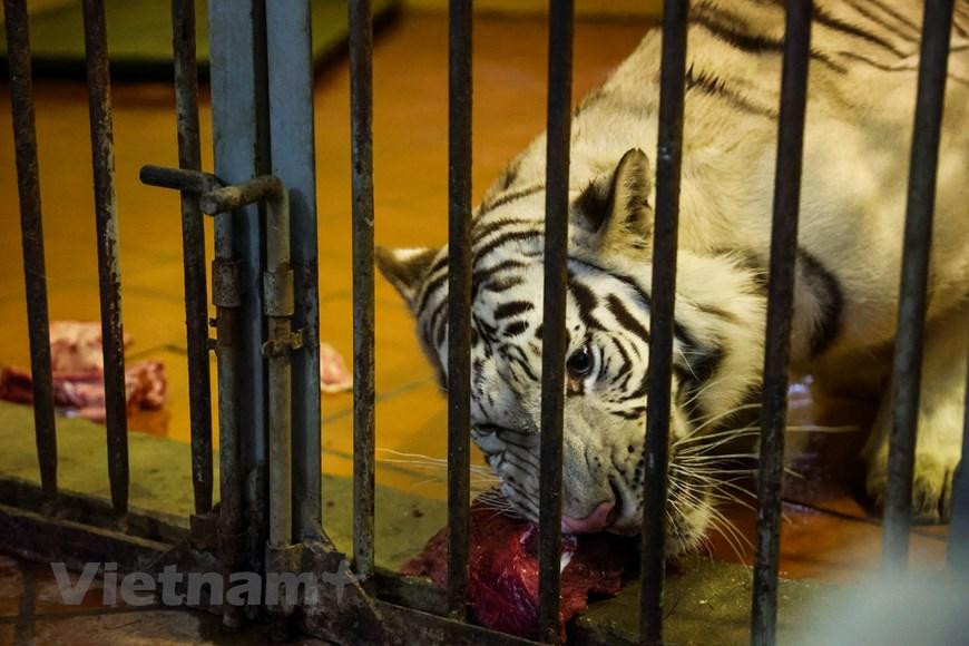 Nơi đây hiện đang nuôi một cá thể hổ trắng Bengal. (Ảnh: Minh Sơn/Vietnam+) Nơi đây hiện đang nuôi một cá thể hổ trắng Bengal. (Ảnh: Minh Sơn/Vietnam+)