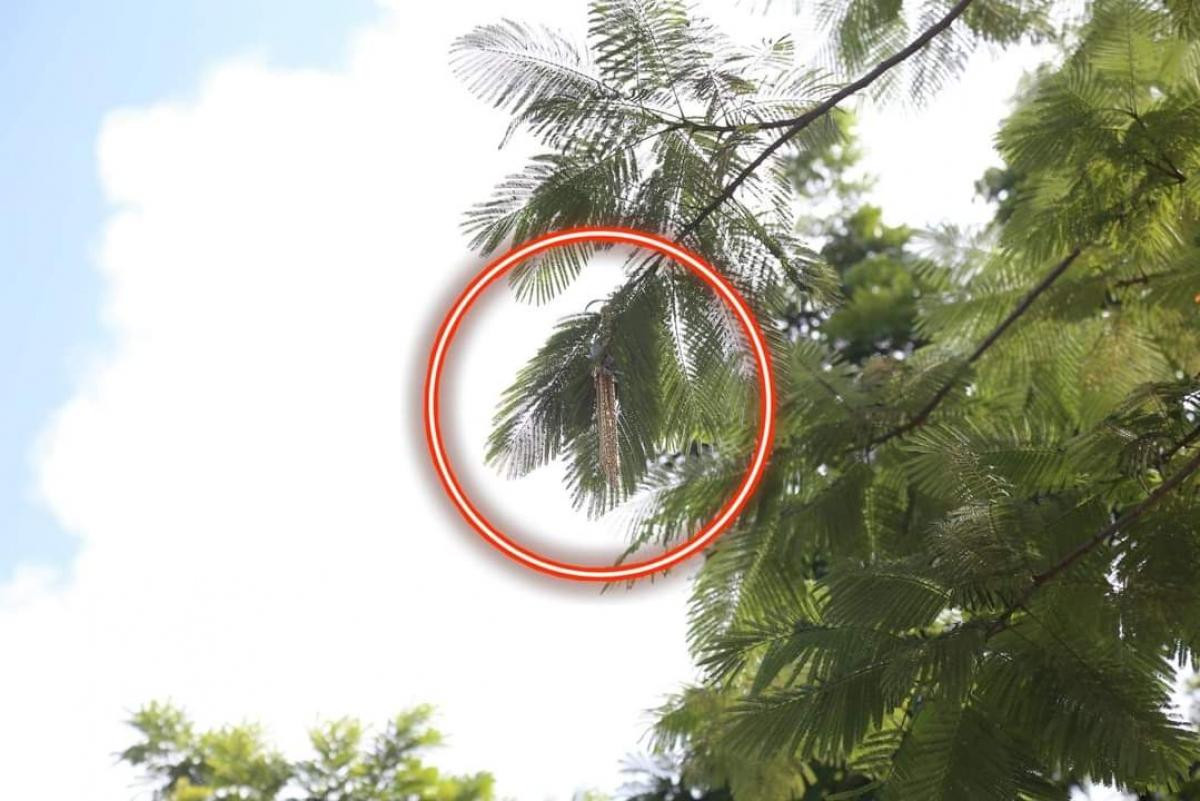 Vàng đối tượng cướp quăng vương trên cành cây