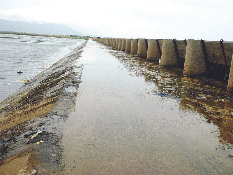 Nước mặn từ đầm Thị Nại thấm qua bờ tràn Dương Thiện vào đồng ruộng