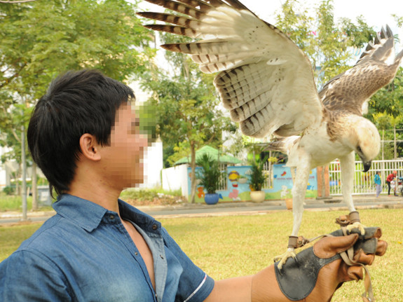 Chim đại bàng 9 tháng tuổi được đưa đi huấn luyện săn mồi tại Q.7, TP.HCM. Ảnh: N.Khải Chim đại bàng 9 tháng tuổi được đưa đi huấn luyện săn mồi tại Q.7, TP.HCM