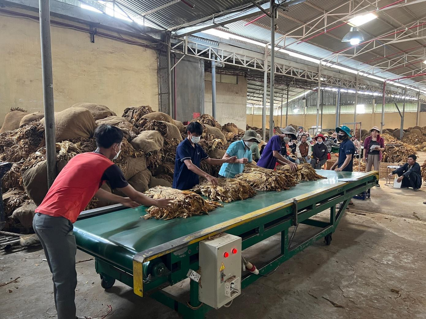 Ngành thuốc lá bị thiệt hại nghiêm trọng vì tăng thuế sốc, các doanh nghiệp hợp pháp có thể phá sản đồng nghĩa các khoản đầu tư của Nhà nước và đào tạo lực lượng lao động từ trước đến nay cho ngành thuốc lá sẽ trở nên lãng phí.