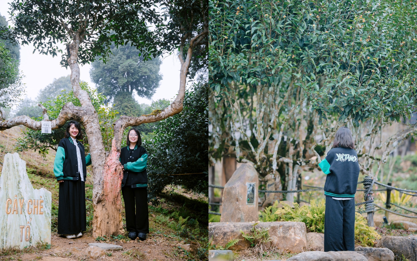 2 cây chè tổ tại Yên Bái có tuổi đời xấp xỉ 500-1000 năm, biểu tượng thiêng liêng của ngành trà Việt. (Nguồn: Yi He Tang Việt Nam) 2 cây chè tổ tại Yên Bái có tuổi đời xấp xỉ 500-1000 năm, biểu tượng thiêng liêng của ngành trà Việt. (Nguồn: Yi He Tang Việt Nam)