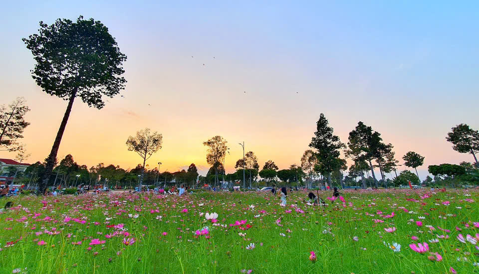 Vườn hoa sao nhái tại KITA Airport City đã chính thức mở cửa đón khách, vào cửa tự do. (Ảnh: KITA Group).