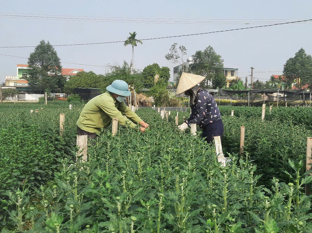 Nhiều hộ trồng hoa tại phường Đông Cương đã áp dụng công nghệ số giới thiệu về cây cảnh, hoa tươi để trao đổi mua bán.