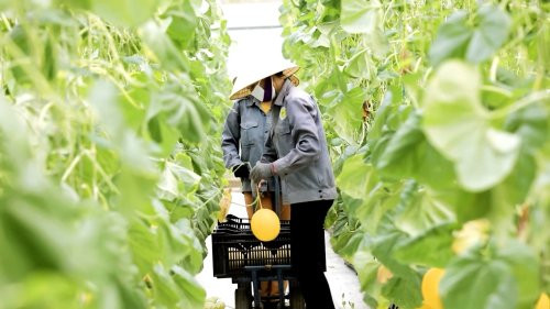 Huyện Thọ Xuân chuyển dịch cơ cấu ngành trồng trọt theo hướng phát triển nông nghiệp quy mô lớn, ổn định và bền vững.