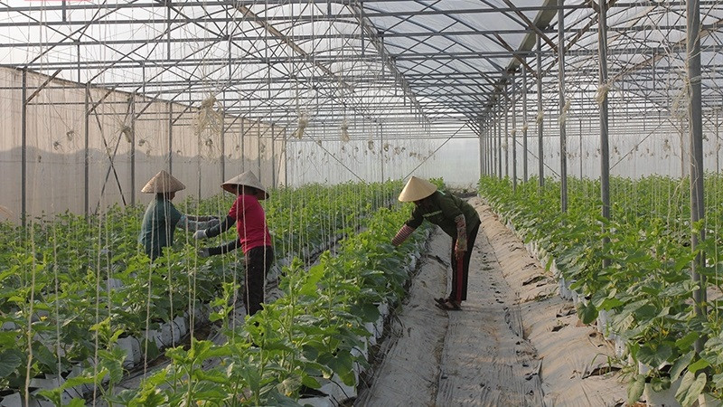 Nông nghiệp ứng dụng công nghệ cao, nâng cao thu nhập cho người dân huyện Nga Sơn.