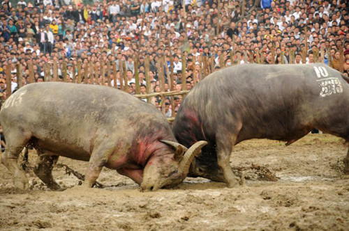 Hai trâu số 10 và 17 xứng đáng nhất bước vào chung kết