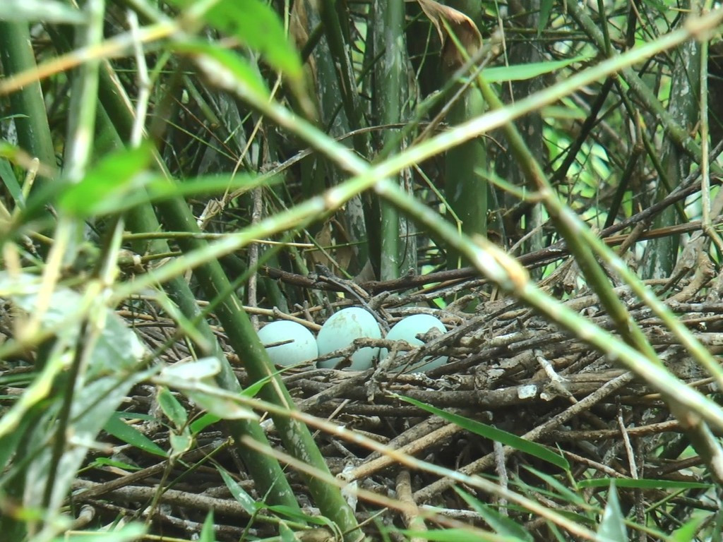 Đến năm 1995, Ban lãnh đạo Lâm viên 19/5 phát hiện đàn chim về cư trú đông nên bắt đầu làm chuồng và tổ chức thả chim mồi dẫn dụ chim tự nhiên về trú ngụ. Đến năm 1995, Ban lãnh đạo Lâm viên 19/5 phát hiện đàn chim về cư trú đông nên bắt đầu làm chuồng và tổ chức thả chim mồi dẫn dụ chim tự nhiên về trú ngụ.