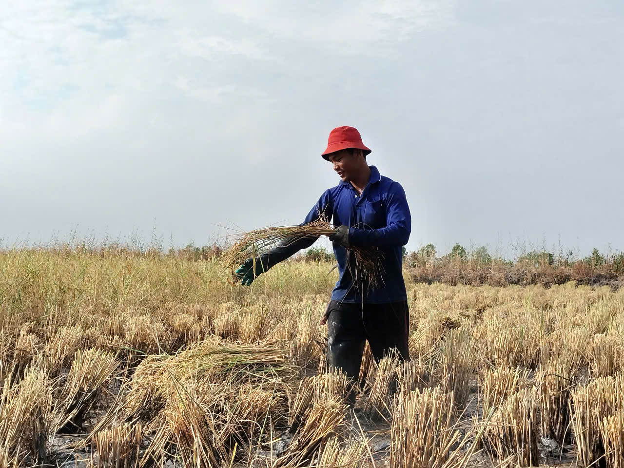 Thời điểm này những người gặt lúa thuê làm không hết việc, có thêm thu nhập.