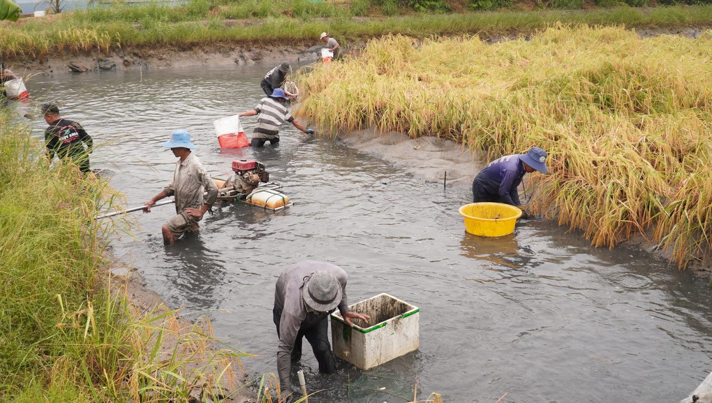 Xen canh vụ lúa, nông dân thả thêm tôm càng xanh mang lại thu nhập khá, tăng hiệu quả sử dụng đất, cải thiện kinh tế nhiều hộ gia đình.