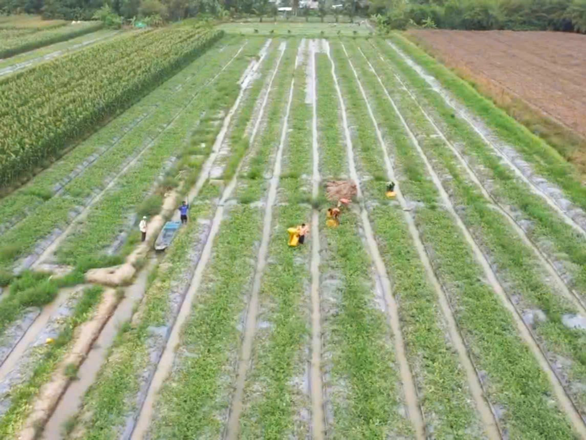 Nhiều năm nay, nghề trồng dưa hấu đã gắn liền với cuộc sống của nhiều nông dân xã Vĩnh Phú Đông huyện Phước Long (tỉnh Bạc Liêu). Nhiều năm nay, nghề trồng dưa hấu đã gắn liền với cuộc sống của nhiều nông dân xã Vĩnh Phú Đông huyện Phước Long (tỉnh Bạc Liêu).