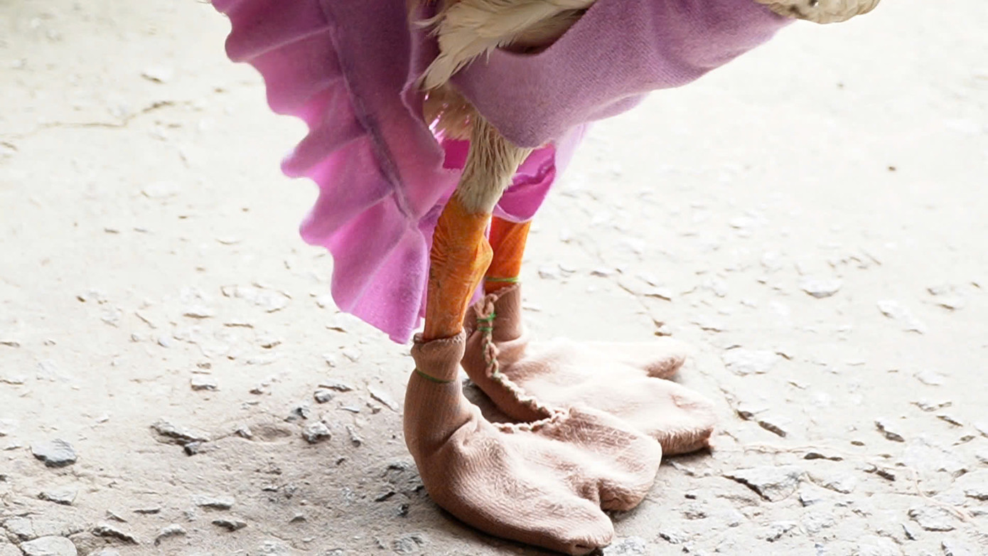 Anh Tý tự may cho chú ngỗng đôi giày bằng vải mềm để đi đường nhựa bớt đau chân.