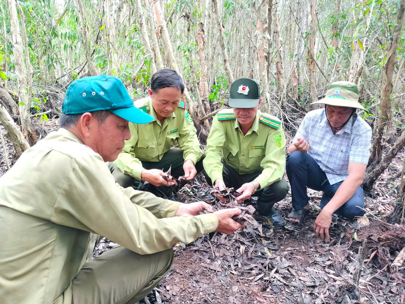 Vào mùa khô, lớp lá tràm khô dưới chân rừng bình thường dính phèn như lớp chống cháy tự nhiên, khó bắt lửa giúp giảm nguy cơ cháy. Tuy nhiên, khi mưa trái mùa đổ xuống rửa trôi lớp phèn trên lá khô, làm lá dễ bắt lửa hơn, nguy cơ cháy rừng cũng cao hơn. Vào mùa khô, lớp lá tràm khô dưới chân rừng bình thường dính phèn như lớp chống cháy tự nhiên, khó bắt lửa giúp giảm nguy cơ cháy. Tuy nhiên, khi mưa trái mùa đổ xuống rửa trôi lớp phèn trên lá khô, làm lá dễ bắt lửa hơn, nguy cơ cháy rừng cũng cao hơn.