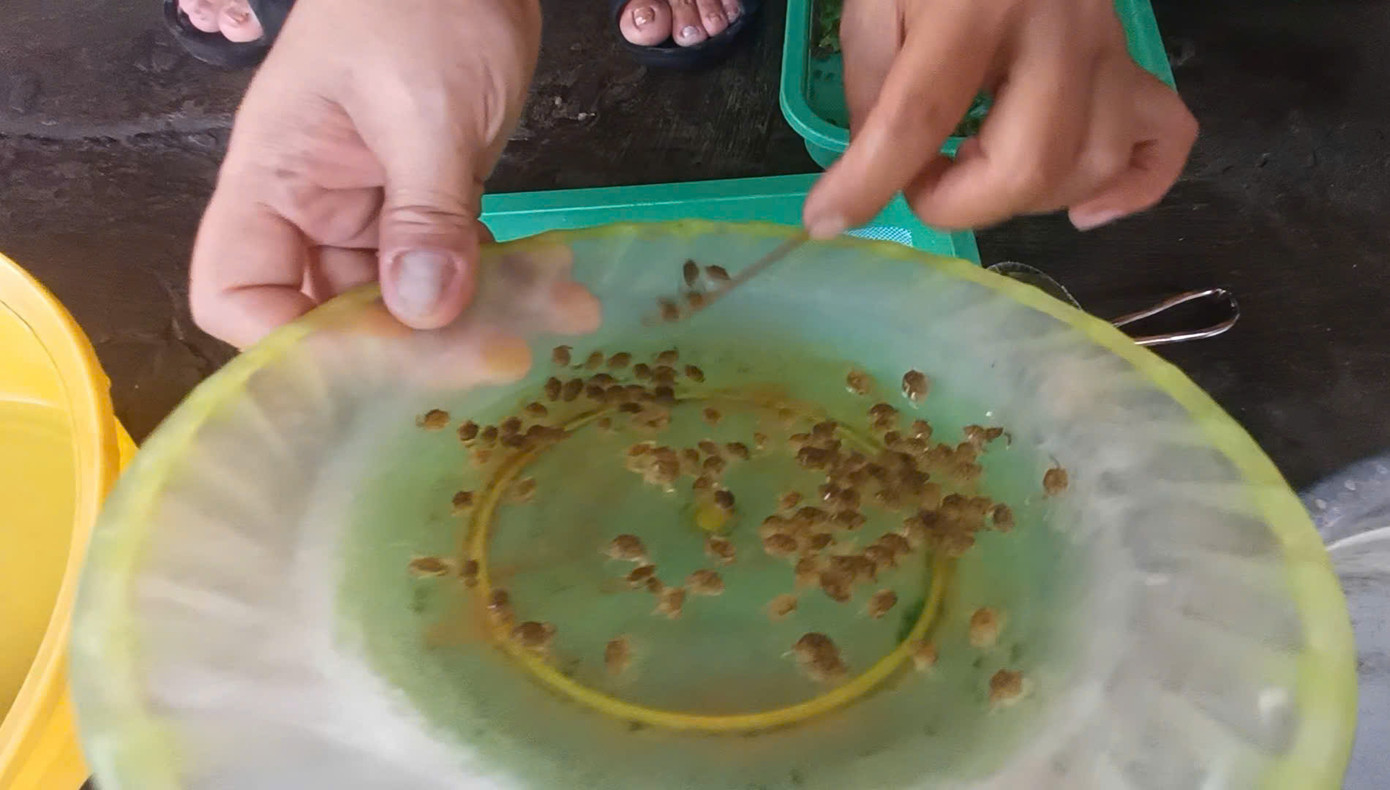 Mỗi lượt, người bán đếm 5 con cua giống trước sự chứng kiến của người mua cho đến khi đủ số lượng khách đưa ra.