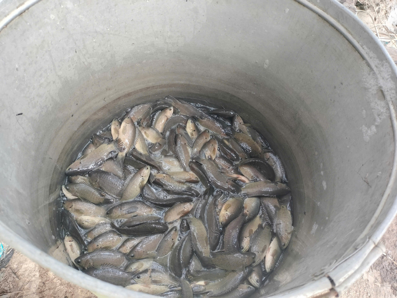 Bà con lựa những con cá lớn làm khô, mắm để dự trữ ăn dần, đặc biệt trong dịp Tết. Riêng những con cá chưa lớn, người dân sẽ thả lại vào ao, đìa để tái tạo nguồn lợi thuỷ sản.