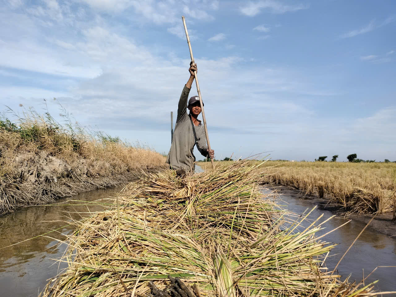 Anh Hữu Hoàng Anh (ngụ huyện Thới Bình, tỉnh Cà Mau) cho biết: “Mỗi ngày, tôi cắt một mình được 1 công (1.000 m2), được trả 500.000 đồng/công. Công việc này làm cũng chỉ hơn 1 tháng hết lúa cắt”.