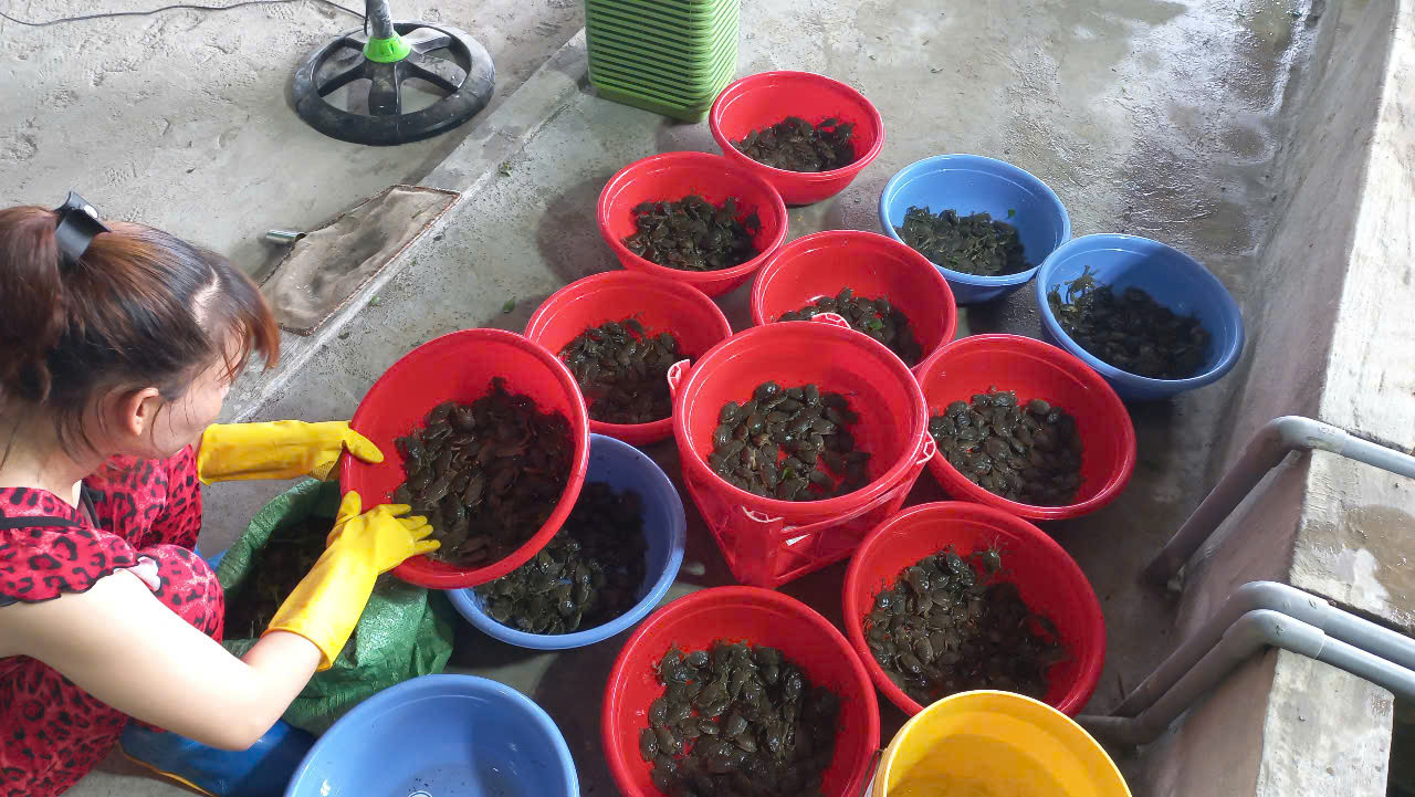 Cua mít ở thị trường Đồng bằng sông cửu long có giá khoảng 2.800 đồng/con