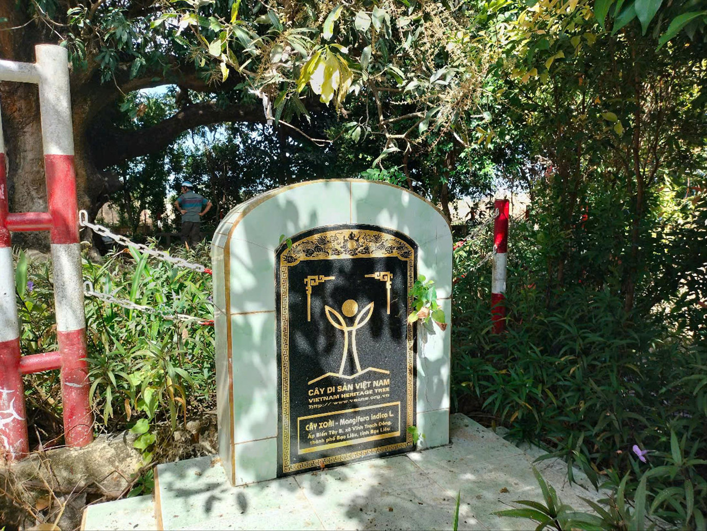 Cây xoài 300 năm tuổi được công nhận là Cây di sản Việt Nam. Cây xoài 300 năm tuổi được công nhận là Cây di sản Việt Nam.