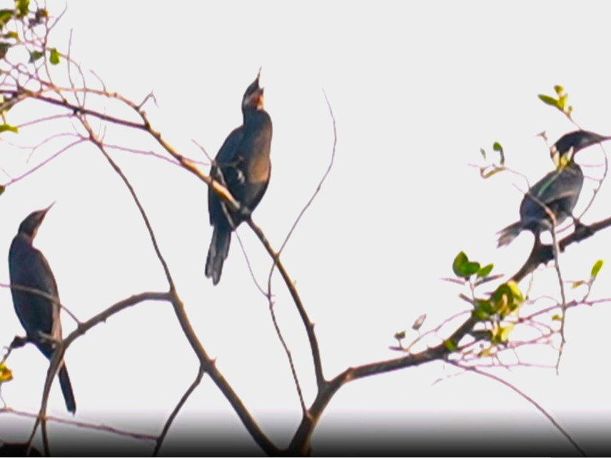 Năm 1994, vườn chim trực thuộc Lâm viên 19/5. Thời điểm đó, Ban lãnh đạo Lâm viên 19/5 có ý tưởng thành lập 2 khu rừng đước và rừng tràm tượng trưng của tỉnh Cà Mau thu nhỏ. Năm 1994, vườn chim trực thuộc Lâm viên 19/5. Thời điểm đó, Ban lãnh đạo Lâm viên 19/5 có ý tưởng thành lập 2 khu rừng đước và rừng tràm tượng trưng của tỉnh Cà Mau thu nhỏ.