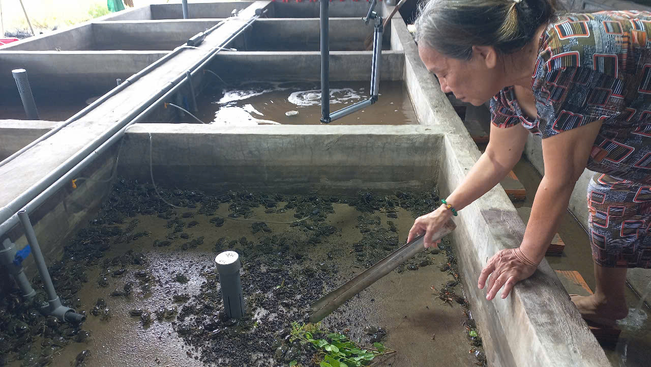 Trại giống cua mít ở Kiên Giang với 70 ao nuôi của TS. Bắc.