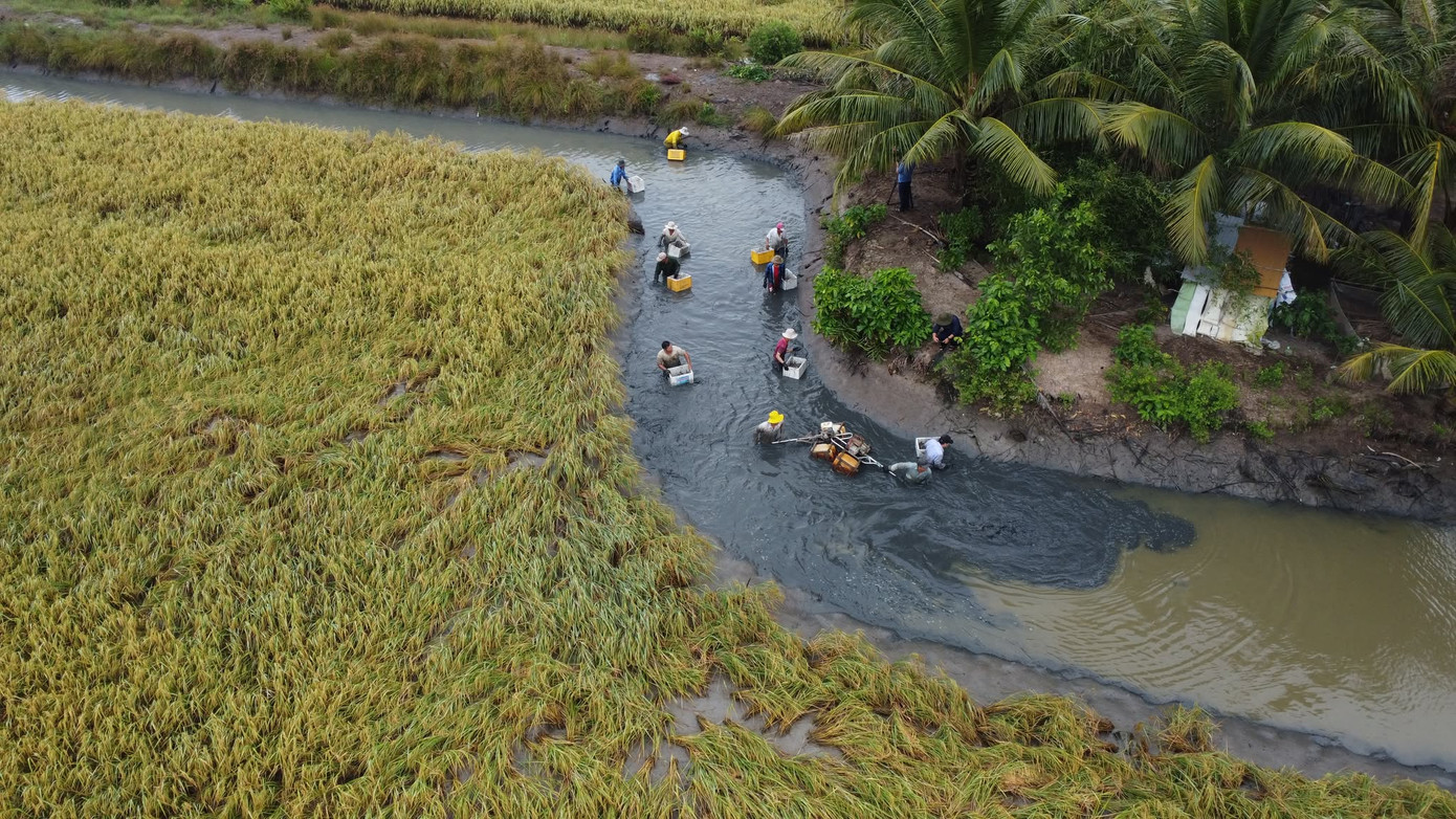 Vụ lúa - tôm của nông dân huyện Thới Bình (tỉnh Cà Mau) bắt đầu xuống giống từ tháng 7 âm lịch đến cận Tết Nguyên đán được thu hoạch.