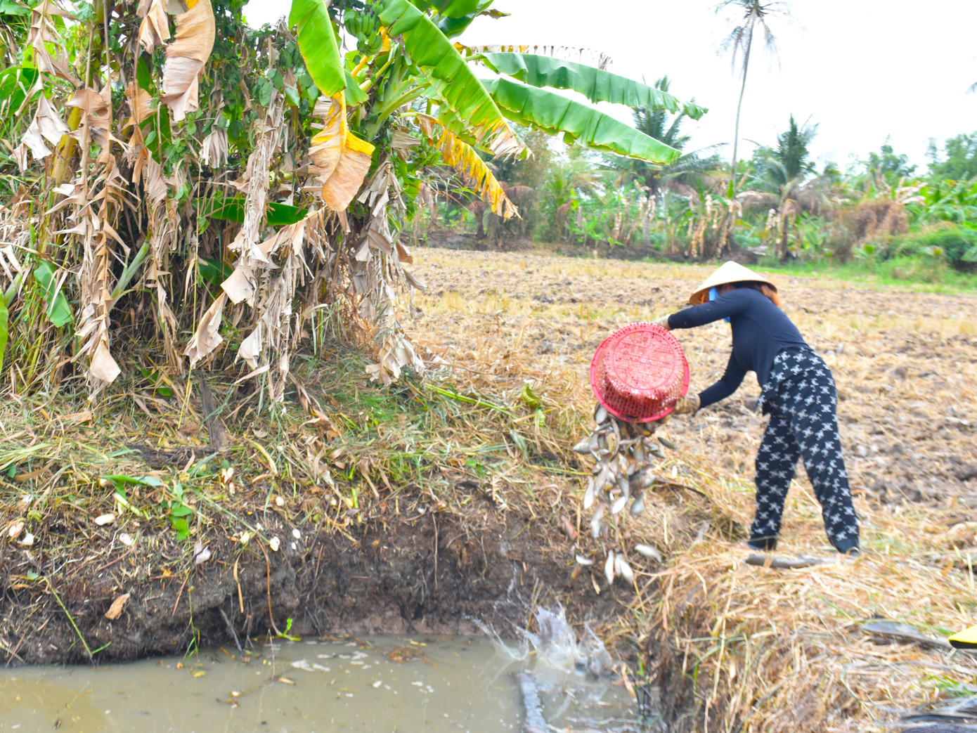 Chủ đìa lựa cá to đem bán, những con cá nhỏ thả lại cho mùa sau.