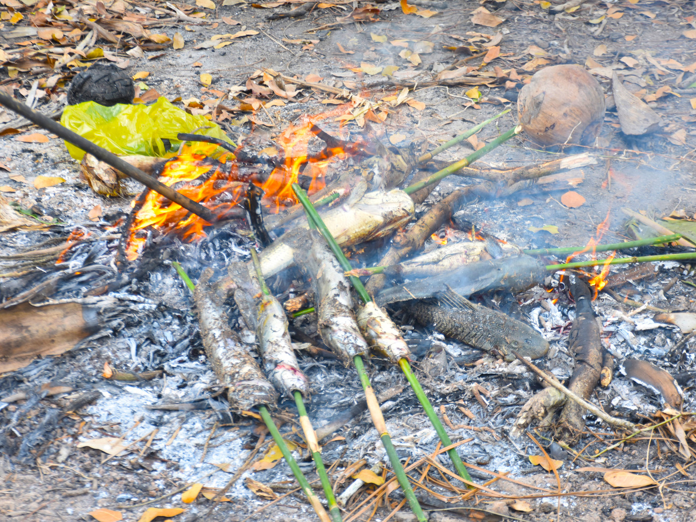 Cá lóc chụp đìa nướng trui tại chỗ để những người tham gia cùng ăn lúc xong việc.