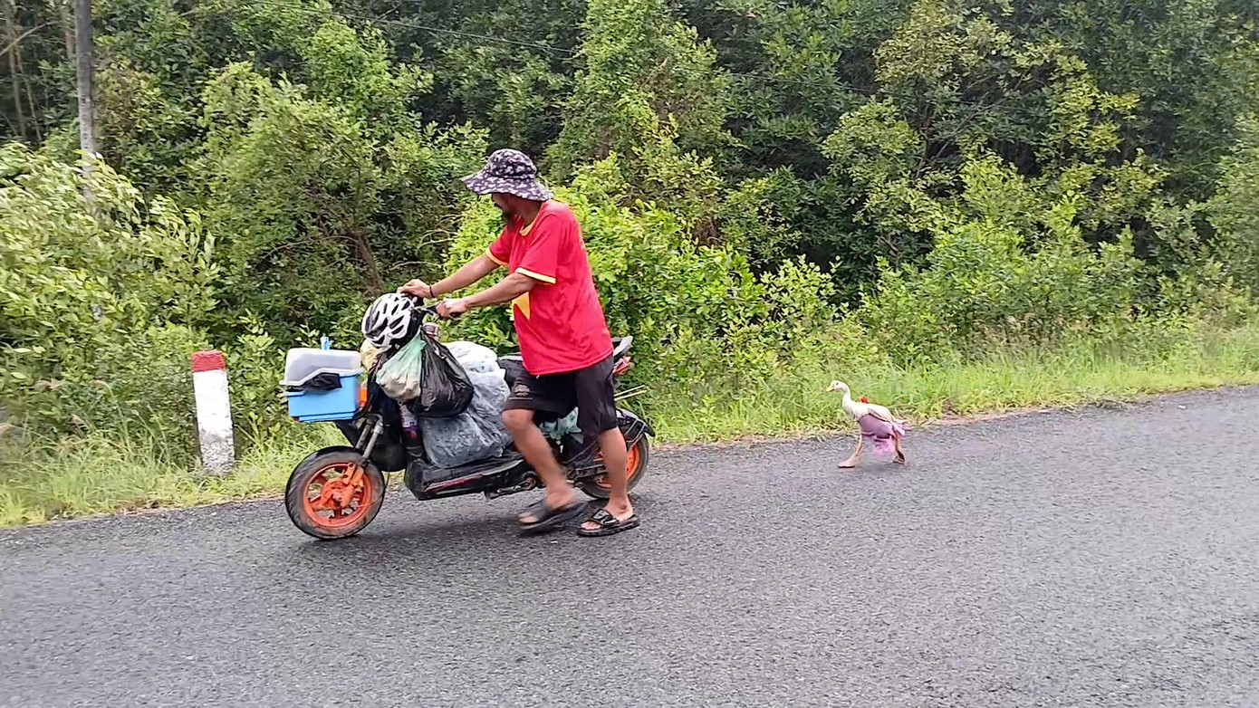 Anh Vinh cùng chú ngỗng đã đi bộ qua gần như toàn bộ các tỉnh thành của Việt Nam.