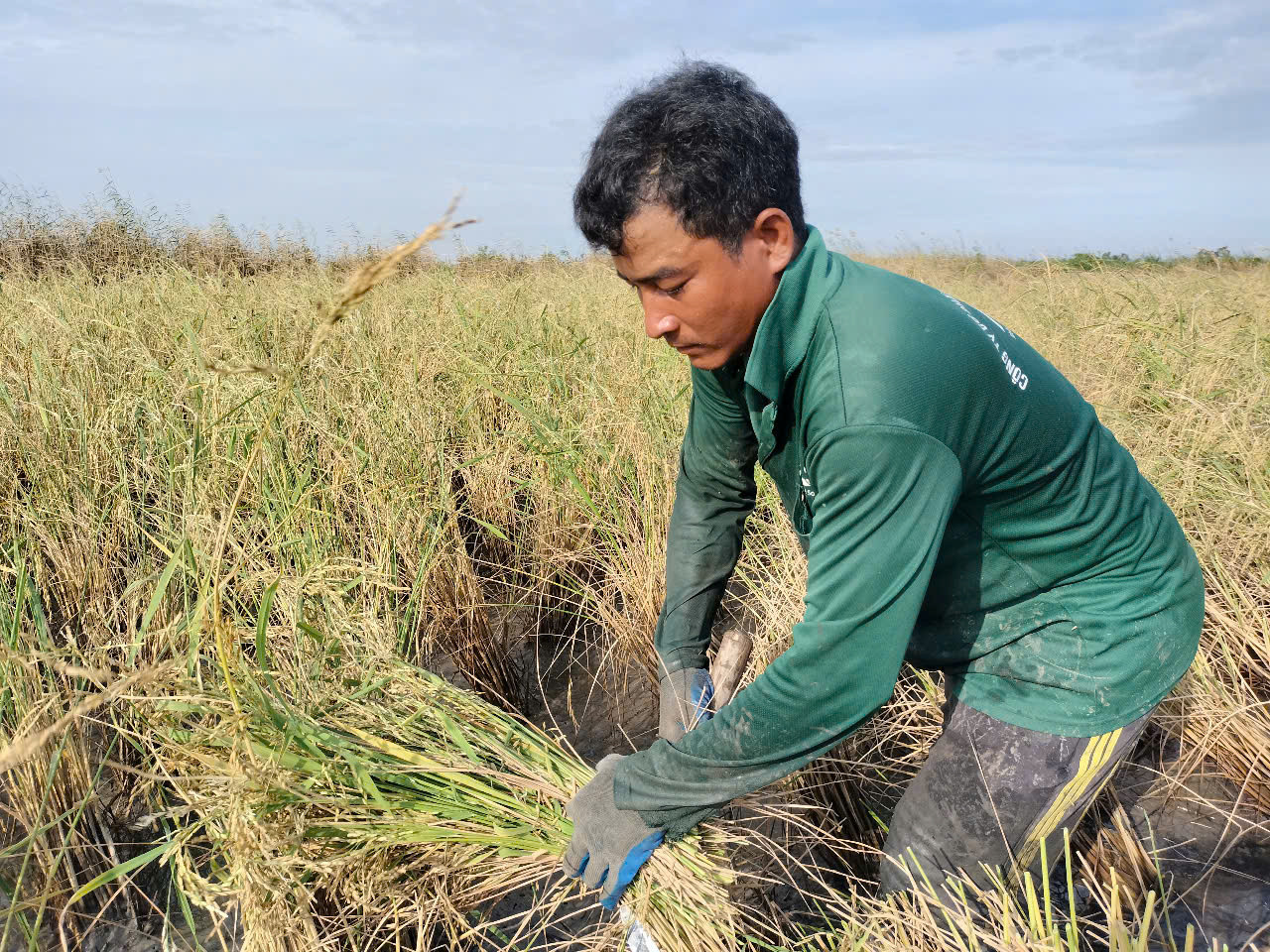 Do đất mềm, nhiều sình lầy, máy gặt liên hợp không thể hoạt động được, nên chủ vuông tôm - lúa phải thuê nhân công gặt tay.