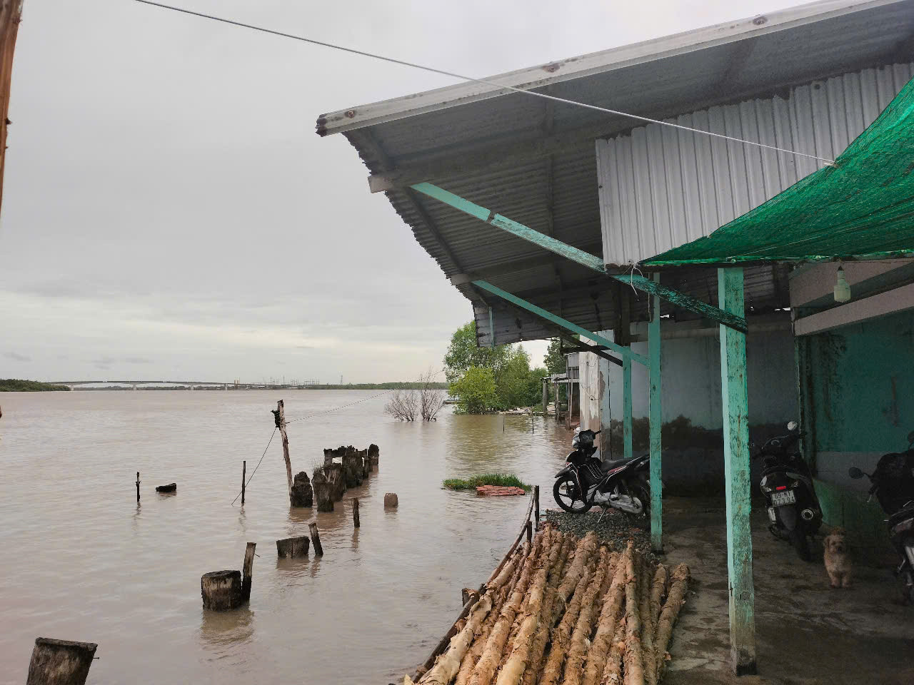 Người dân tự mua cừ tràm về gia cố bờ chống sạt lở tạm. Ảnh gia đình ông Mai Văn Tiến, ngụ khóm Sa Phô, thị trấn Năm Căn.