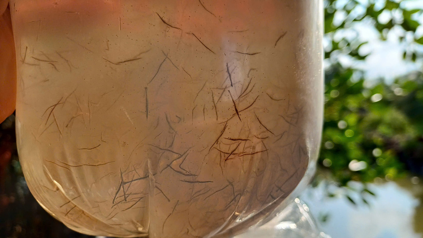 Tôm giống sau khi đếm xong sẽ được cho vào bịch ni-lông, bơm ôxy rồi dùng dây thun buộc lại và giao cho khách hàng.