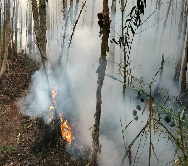 Vụ cháy gây thiệt hại khoảng gần 1 ha rừng 5-6 tuổi đất rừng được giao khoán cho 3 hộ dân. Ảnh minh hoạ. Vụ cháy gây thiệt hại khoảng gần 1 ha rừng 5-6 tuổi đất rừng được giao khoán cho 3 hộ dân. Ảnh minh hoạ.