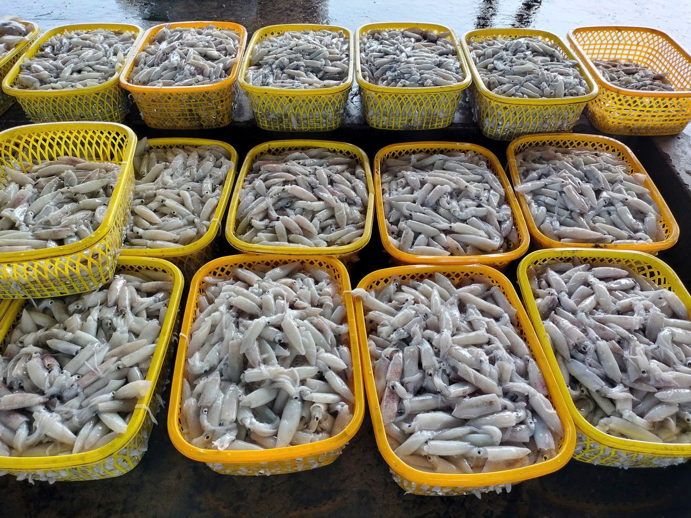 Những mẻ mực tươi rói được ngư dân đánh bắt bán cho thương lái. Những mẻ mực tươi rói được ngư dân đánh bắt bán cho thương lái.